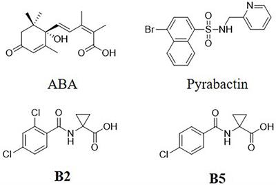 B2, an abscisic acid mimic, improves salinity tolerance in winter wheat seedlings via improving activity of antioxidant enzymes